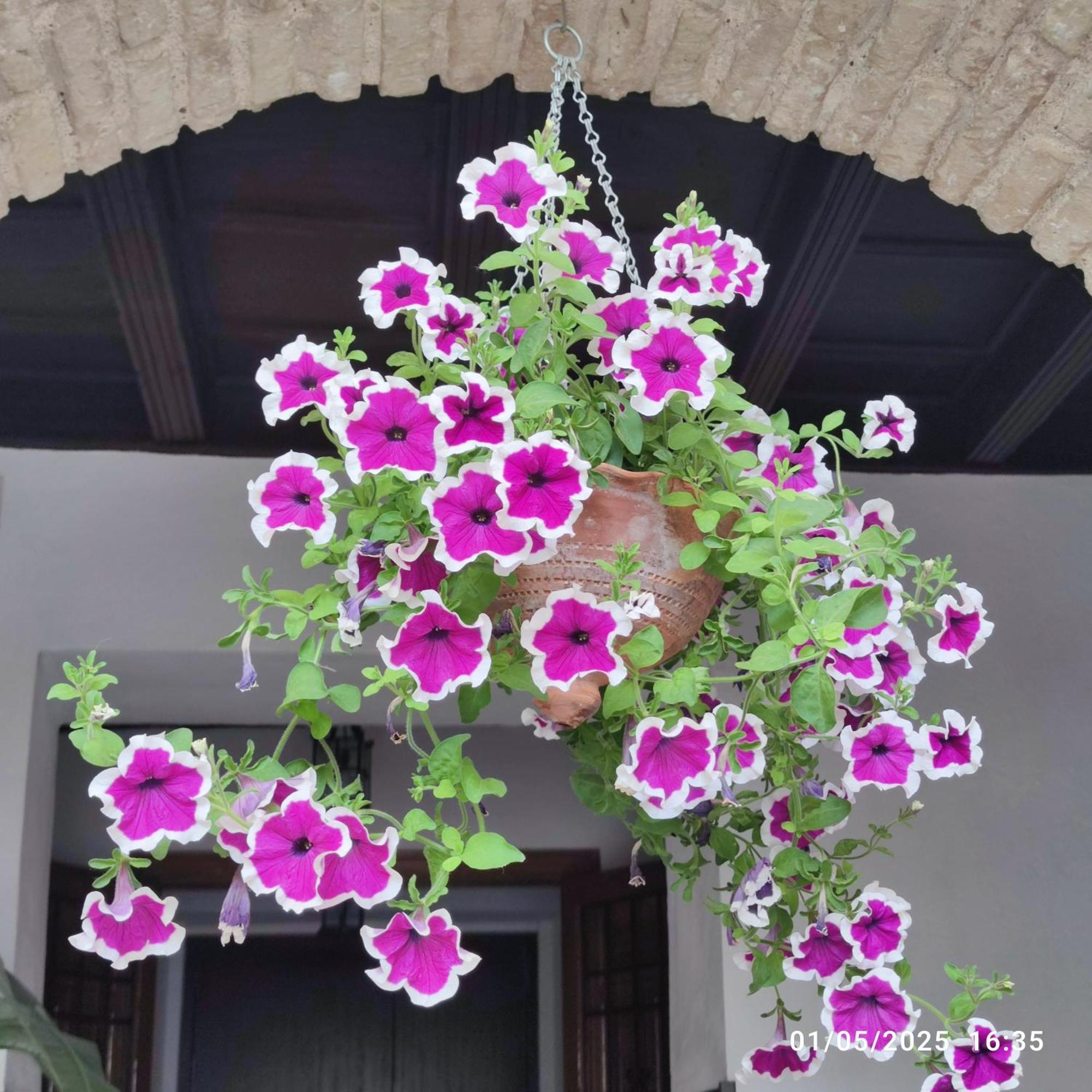 El Patio De Regina Apartment กอร์โดบา ภายนอก รูปภาพ