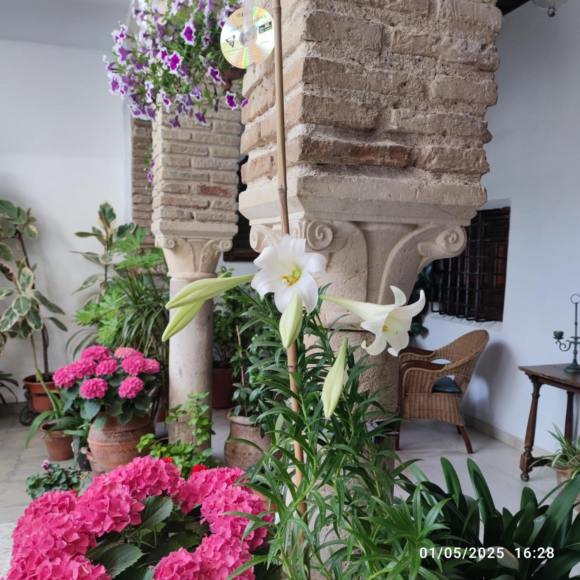 El Patio De Regina Apartment กอร์โดบา ภายนอก รูปภาพ