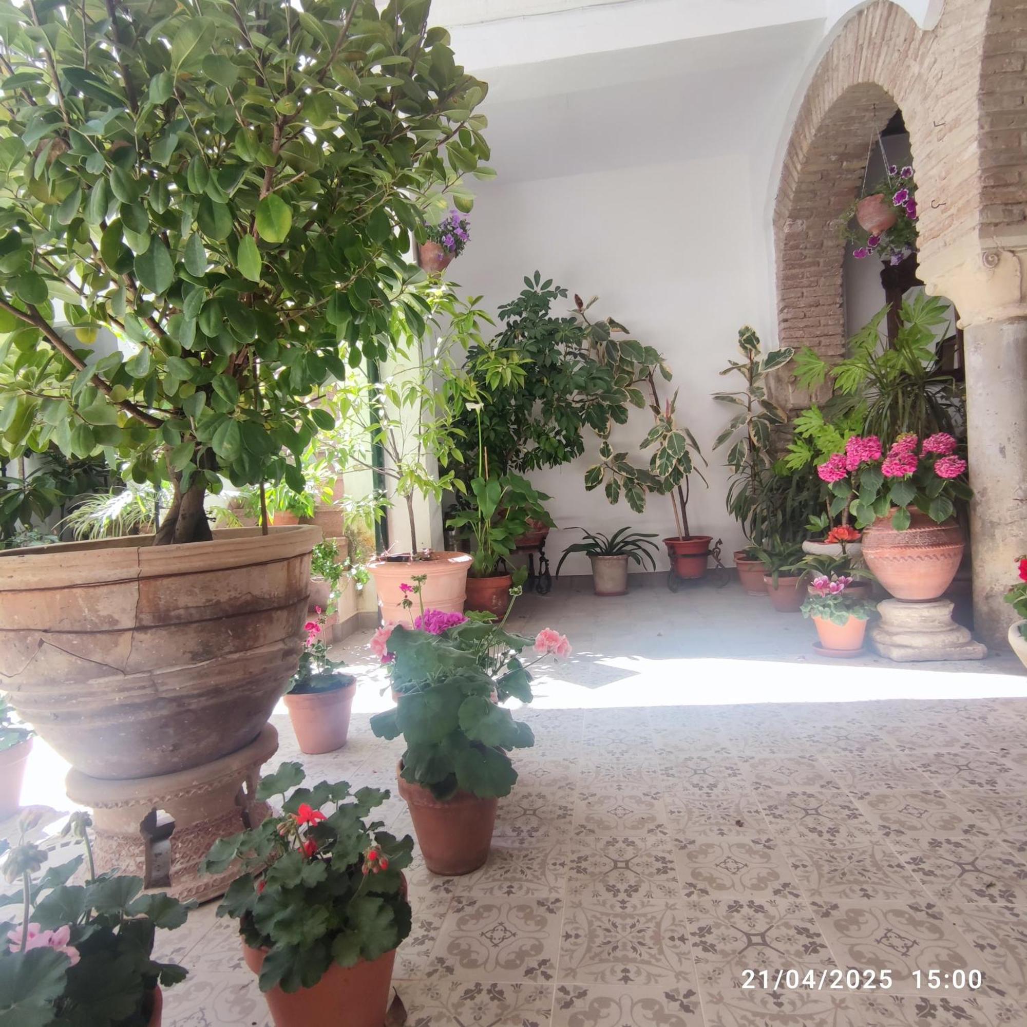 El Patio De Regina Apartment กอร์โดบา ภายนอก รูปภาพ